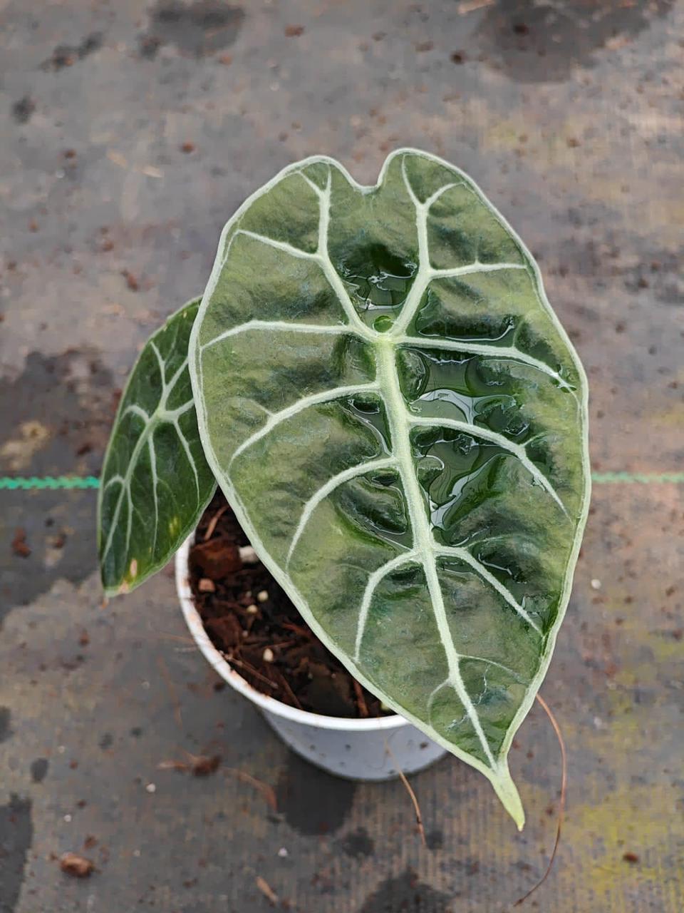 Alocasia Watsoniana