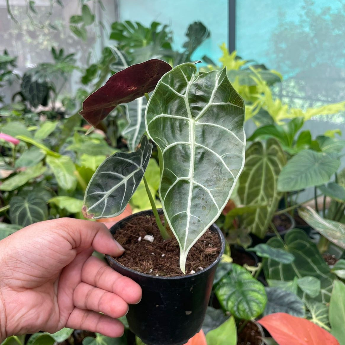 Alocasia Watsoniana