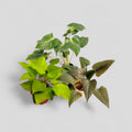 Homalomena Trio - Homalomena Lindneii, Homalomena Sunshine Gem, Homalomena Black - Homalomena | Soiled