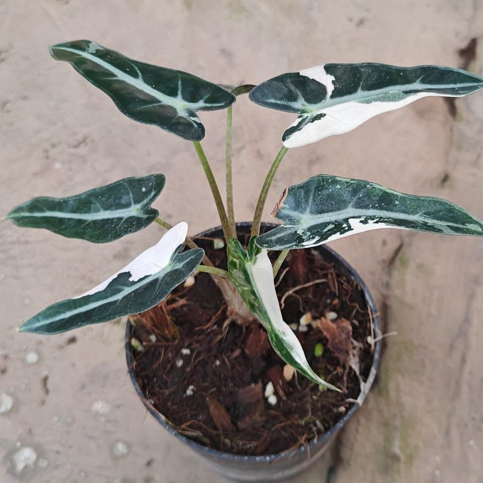 Alocasia Bambino Pink Variegated - Alocasia | Soiled