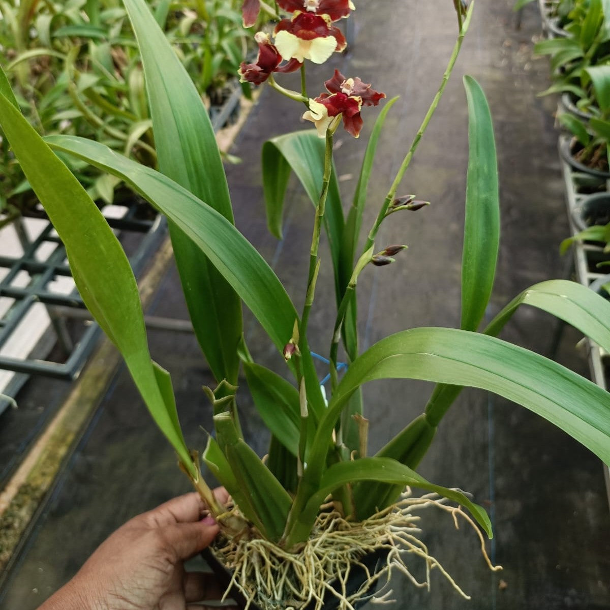 Oncidium Gum Pagan (Large)
