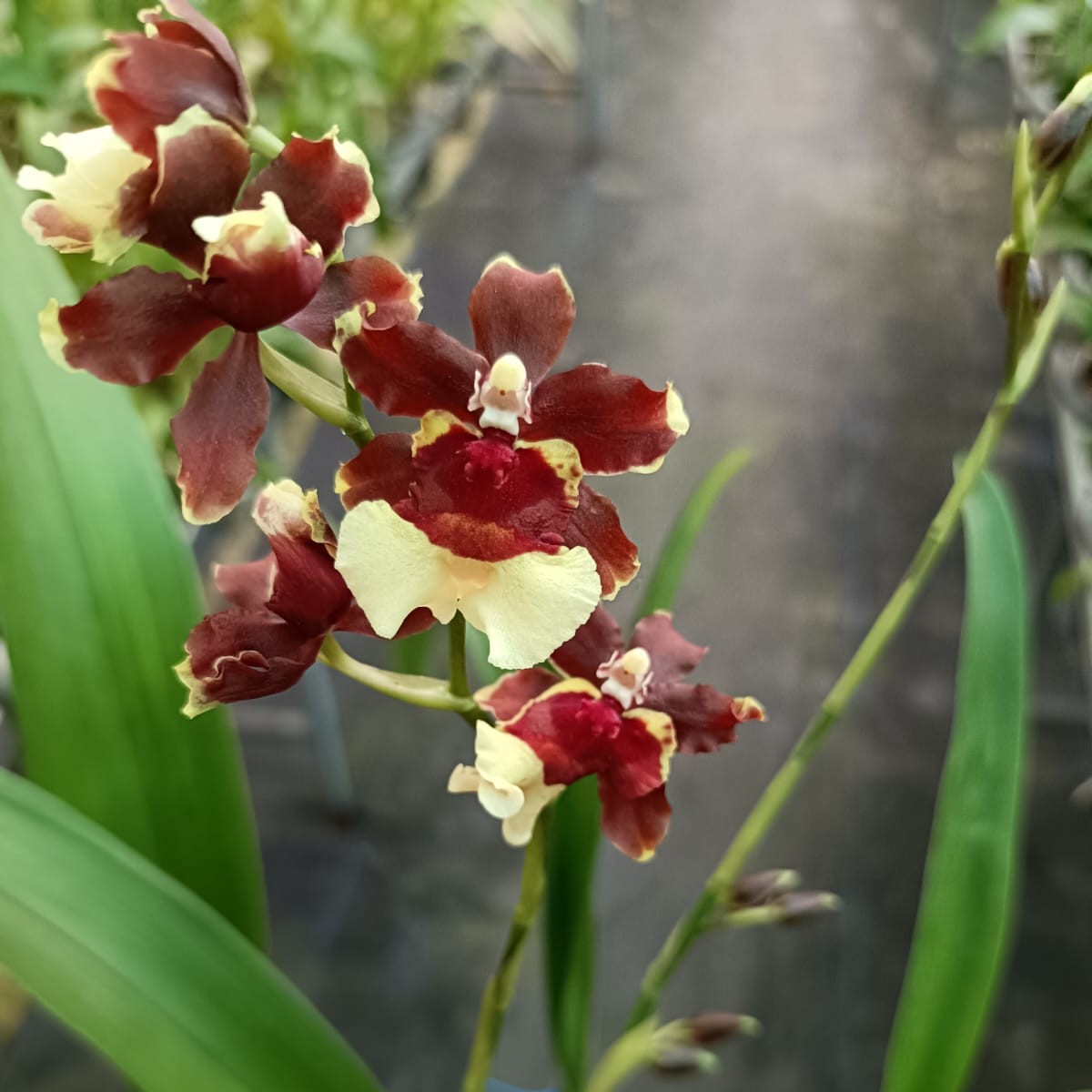 Oncidium Gum Pagan (Large) - Orchid - Soiled