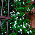 Image of Jasminum Grandiflorum (Chameli) flower growing on a fench in an Indian home