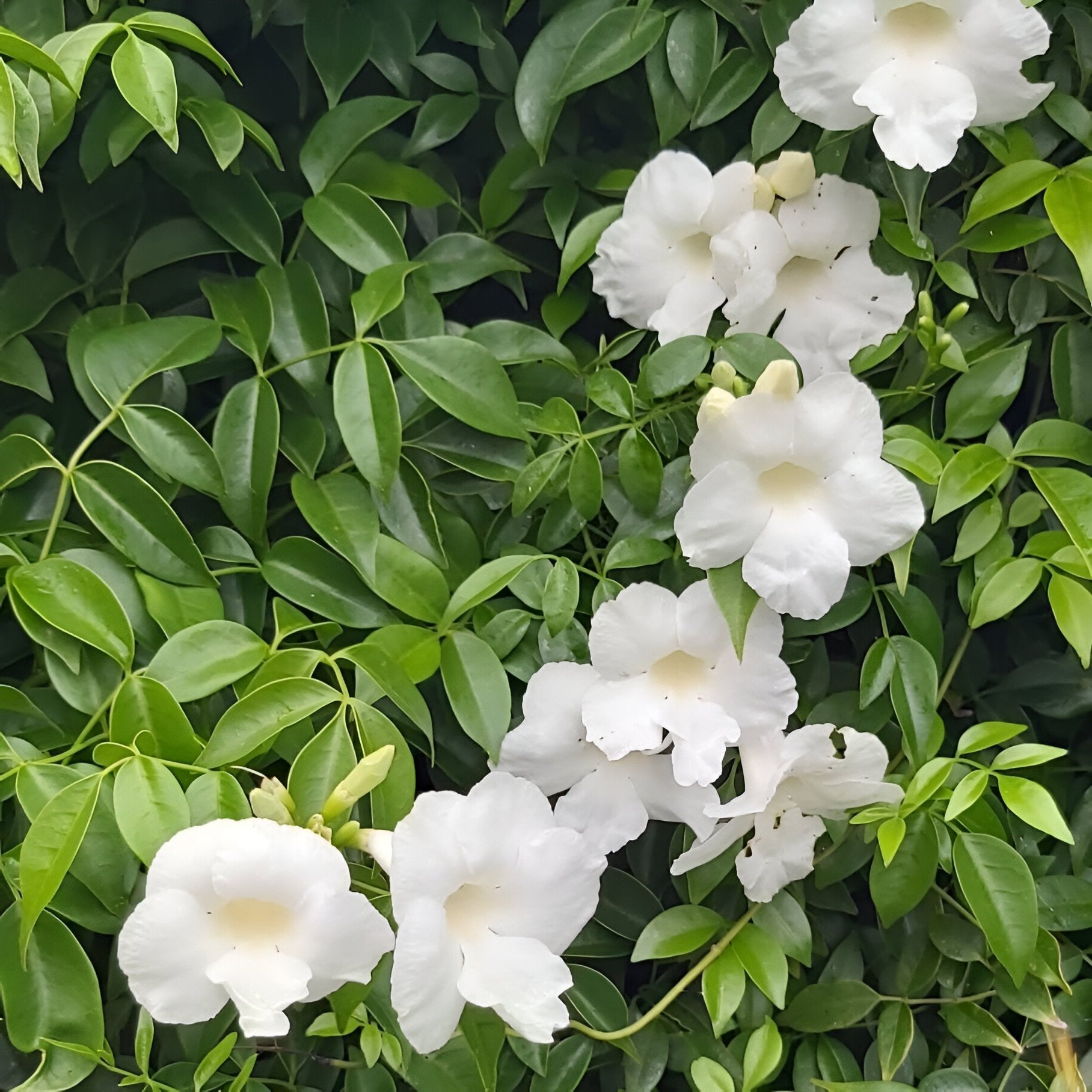 Image of Pandorea Jasminoides 'Alba' - White Bower Vine 