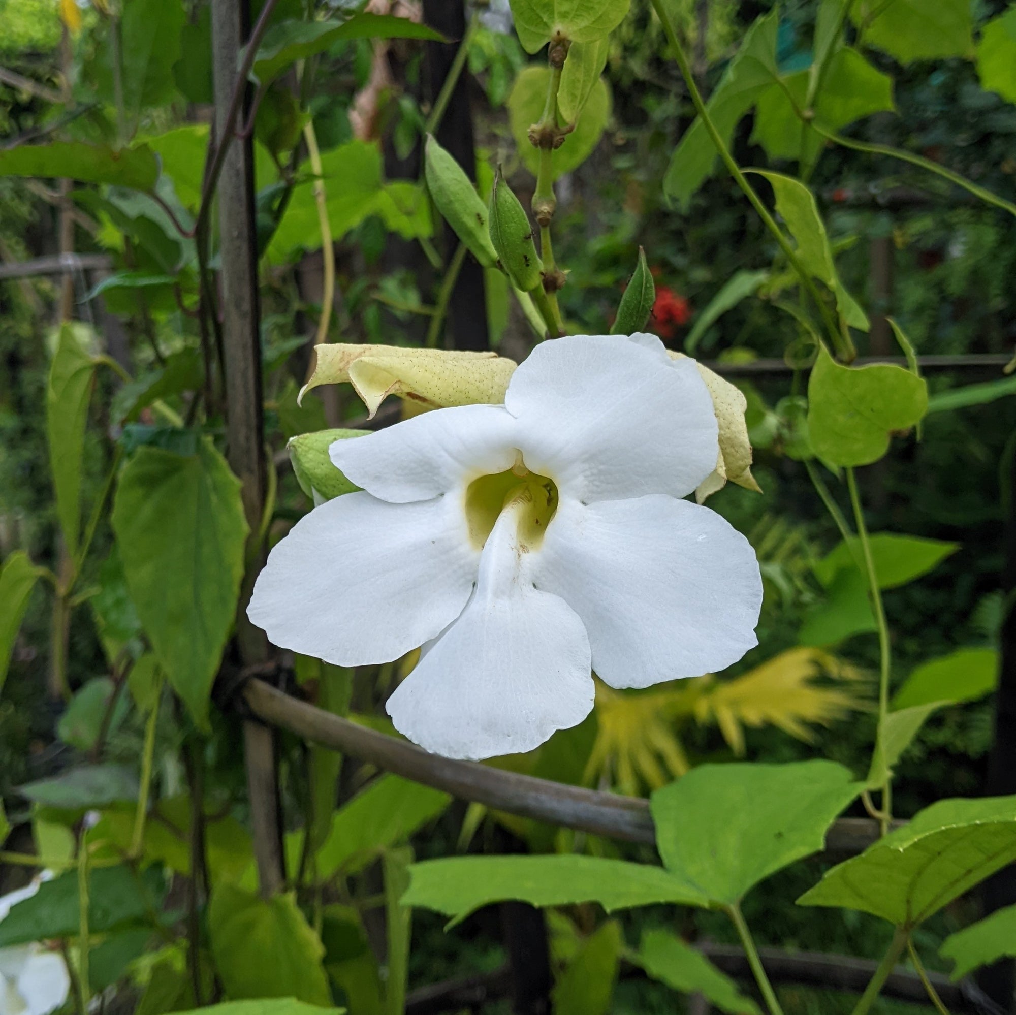 Thunbergia Grandiflora Alba (White Bengal Clock Vine) - Flowering Creeper - Soiled