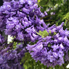 Close-up of purple flowers with a blurred background