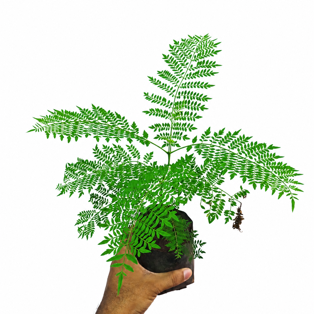 Hand holding a potted fern plant against a white background