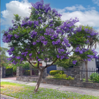 Tree with purple flowers in a residential area, displayed on a smartphone screen.