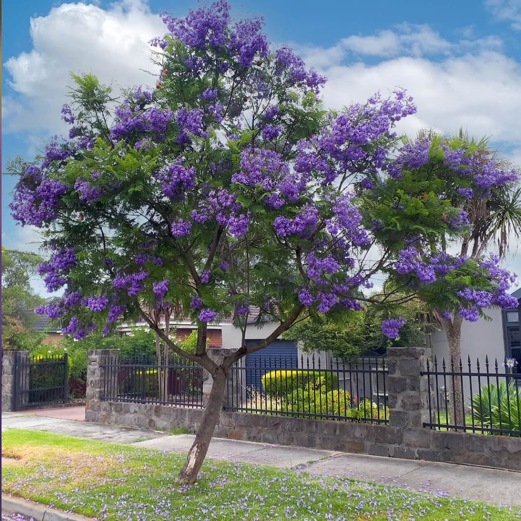 Tree with purple flowers in a residential area, displayed on a smartphone screen.