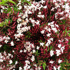 Pink American Jasmine (Jasminum polyanthum) - Flowering Creeper - Soiled