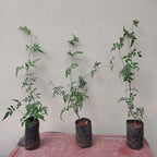 Pink American Jasmine (Jasminum polyanthum) - Flowering Creeper - Soiled