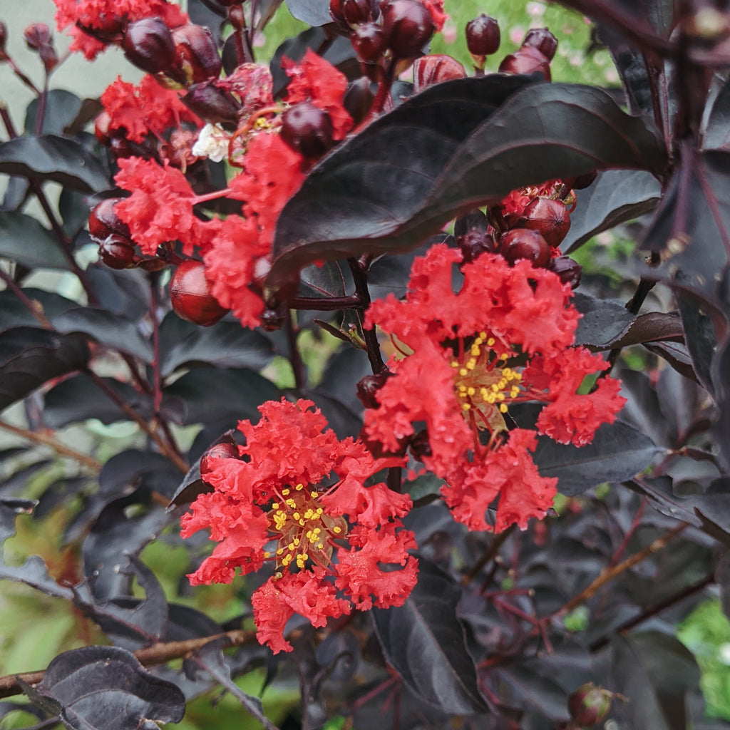 Lagerstroemia Indica Black Diamond (Red Crape Myrtle)