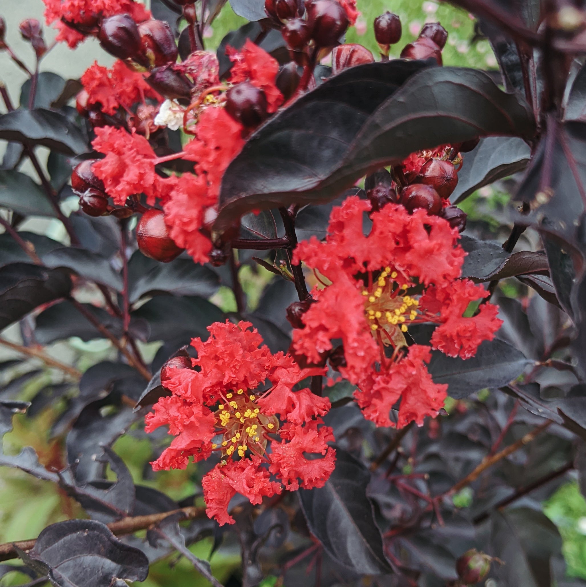 Lagerstroemia Indica Black Diamond (Red Crape Myrtle)