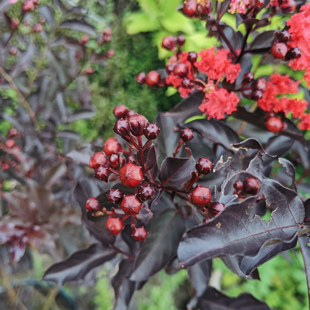Close-up of dark purple leaves with red berries and flowers against a blurred green background
