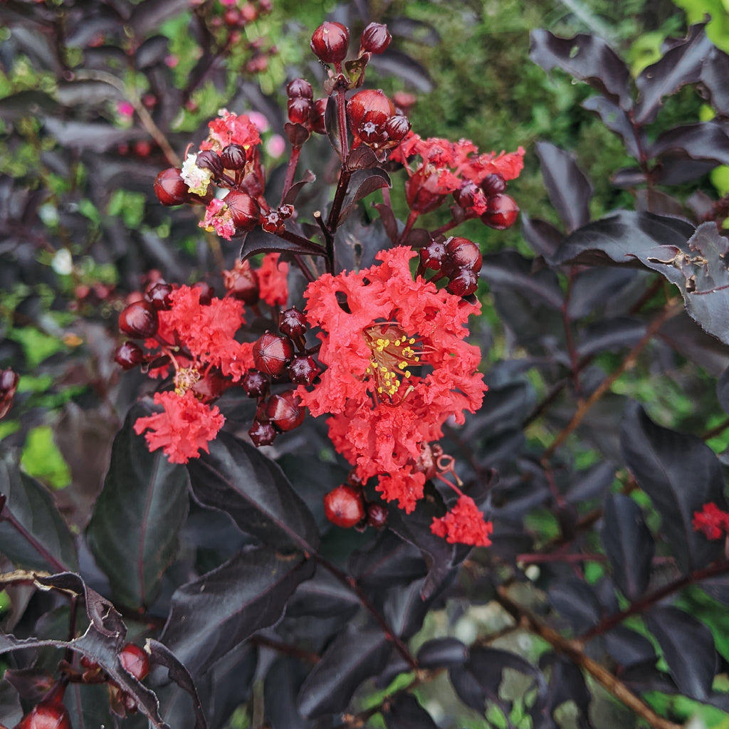 Lagerstroemia Indica Black Diamond (Red Crape Myrtle)