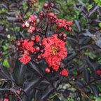 Lagerstroemia Indica Black Diamond (Red Crape Myrtle)
