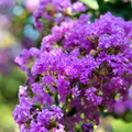 Lagerstroemia Indica Purple (Crape Myrtle) - Flowering Plant - Soiled