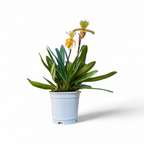 Paphiopedilum Insigne Hybrid (Slipper Orchid) - Orchid - Soiled