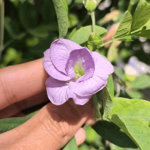 Lilac Aparajita Flower Seeds (Clitoria Ternatea) - Seed - Soiled