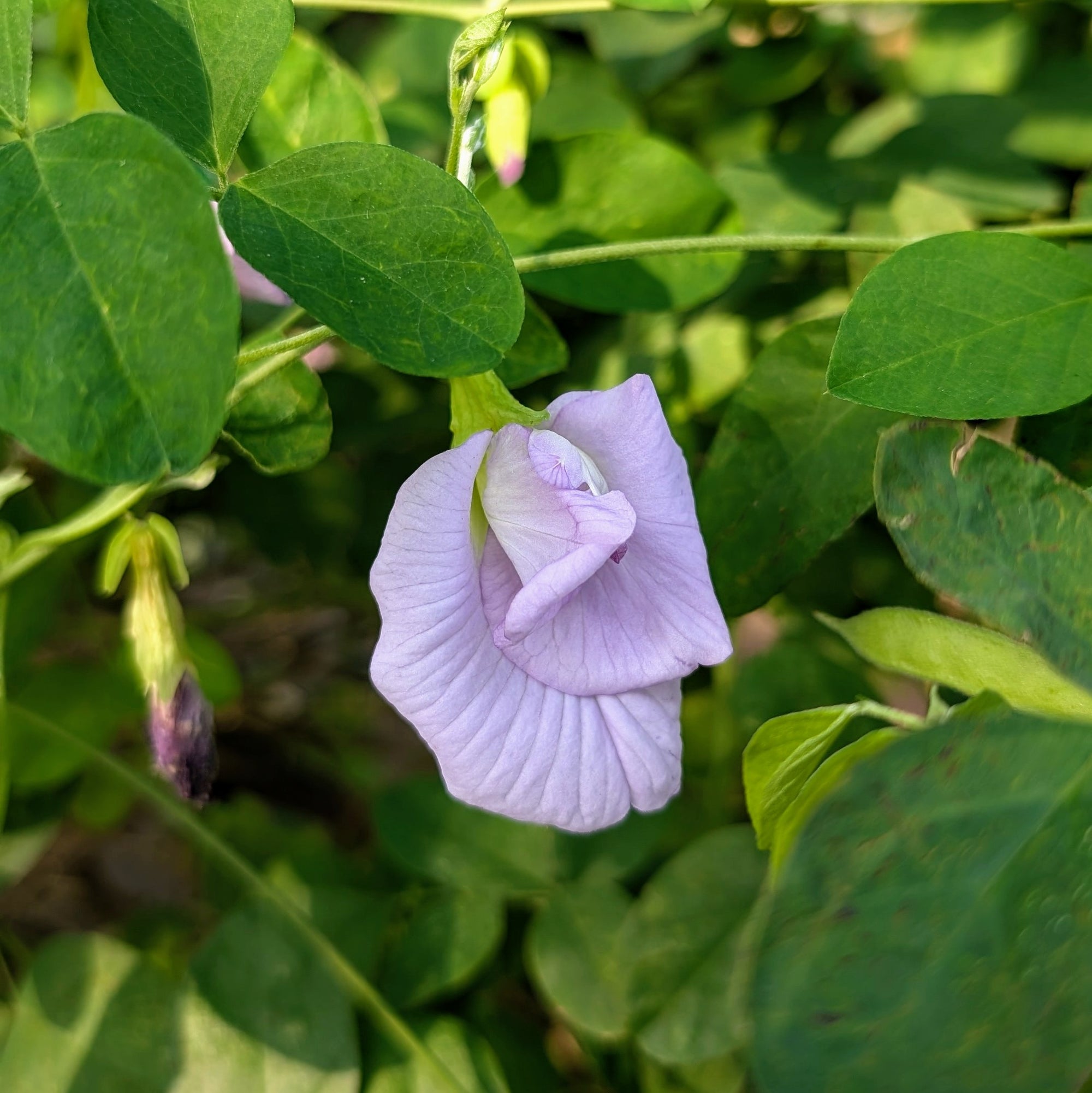 Lilac Aparajita Flower Seeds (Clitoria Ternatea) - Seed - Soiled