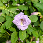 Lilac Aparajita Flower Seeds (Clitoria Ternatea) - Seed - Soiled