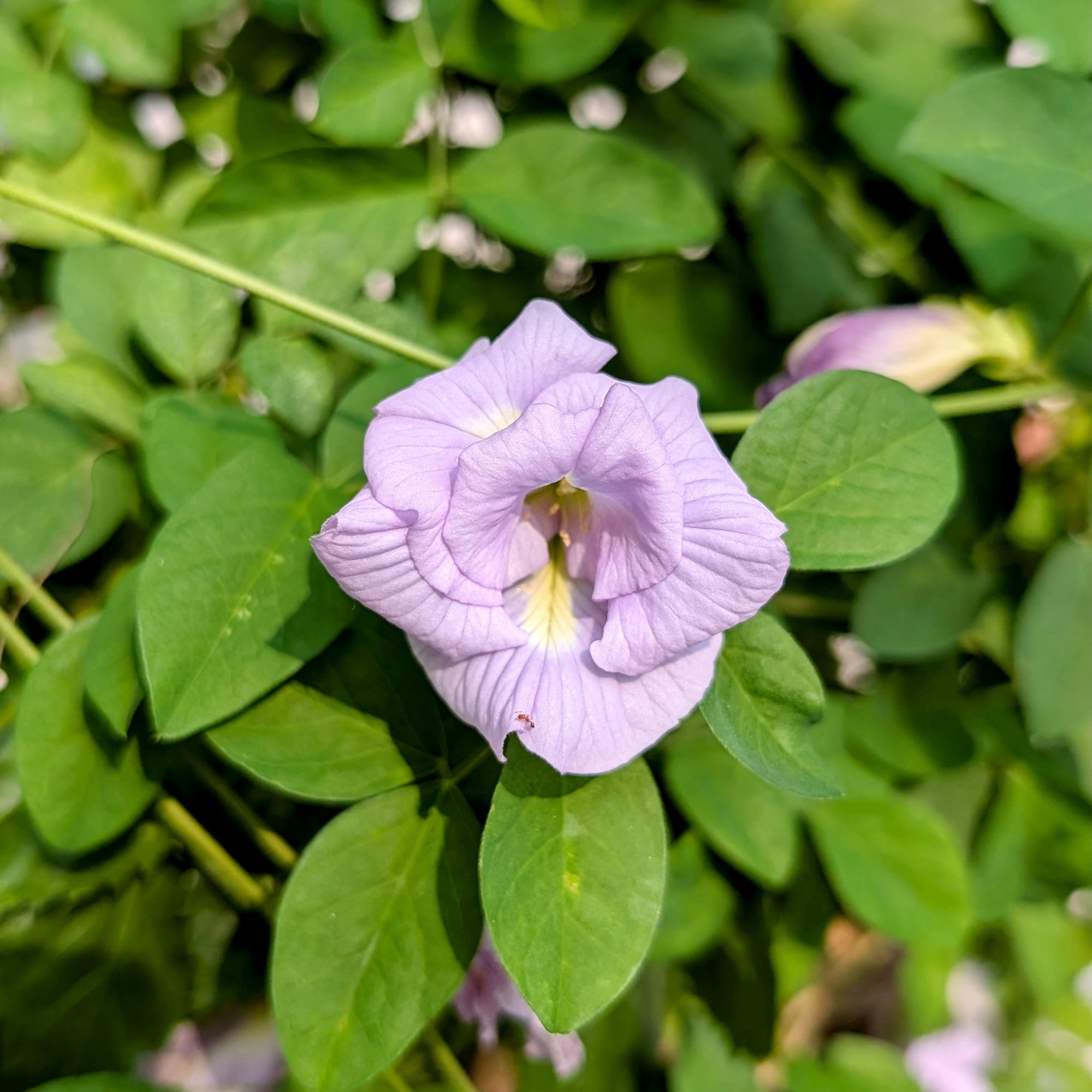 Lilac Aparajita Flower Seeds (Clitoria Ternatea) - Seed - Soiled