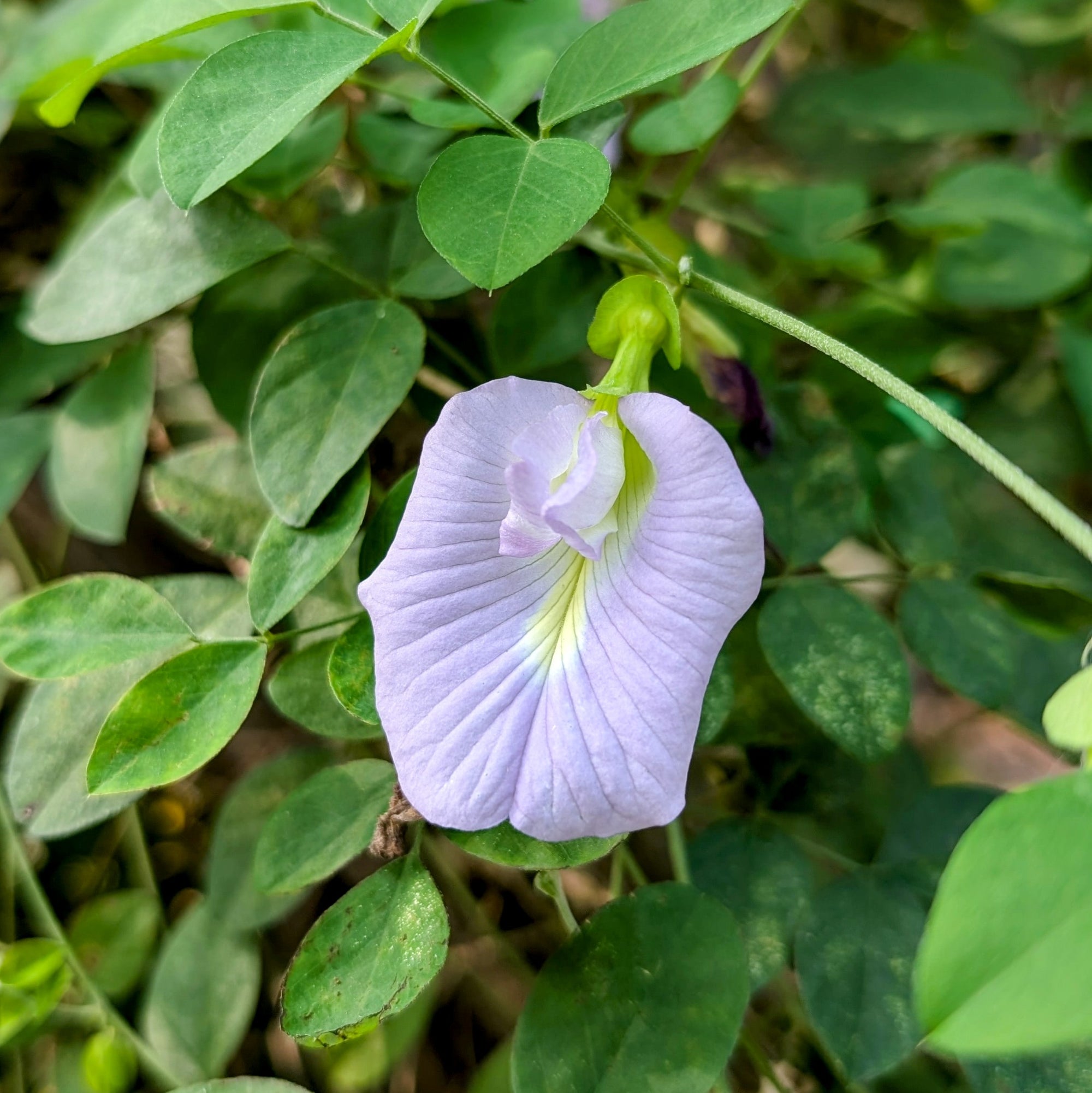 Lilac Aparajita Flower Seeds (Clitoria Ternatea) - Seed - Soiled