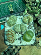 A hand holds a square black tray filled with six Lithops succulents (living stones) in white perlite. The succulents display various patterns of green, beige, and reddish-brown.