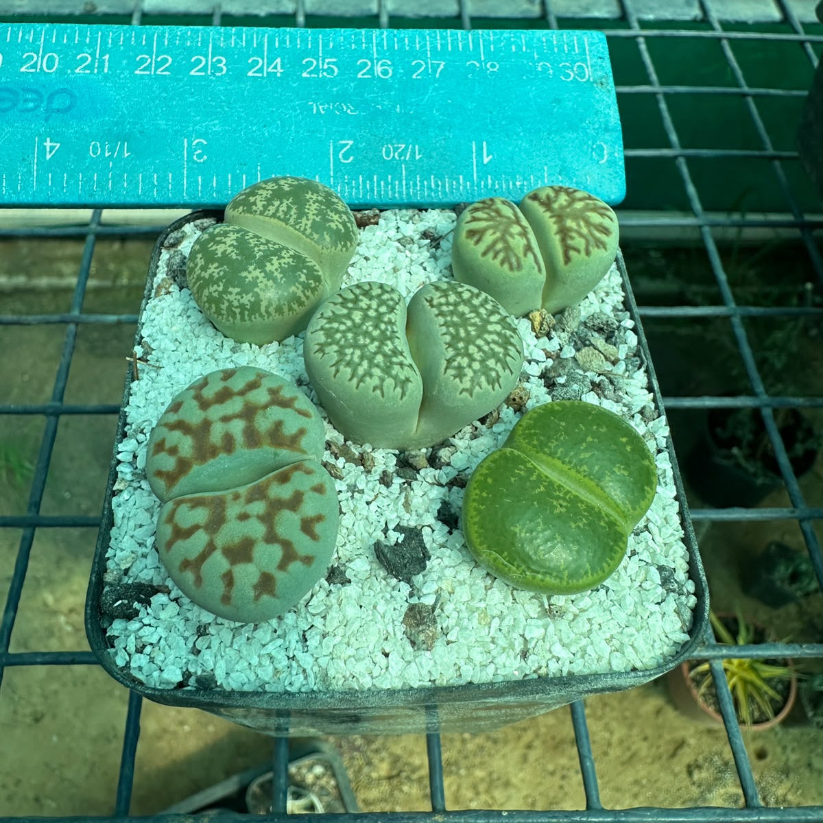 A group of Lithops succulents, commonly known as living stones, in a small black plastic tray filled with white perlite. The plants display various patterns of green, beige, and reddish-brown spots.