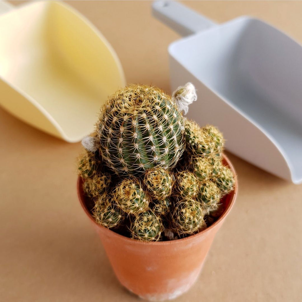 Small cactus plant in a pot on a wooden surface with a white scoop in the background.