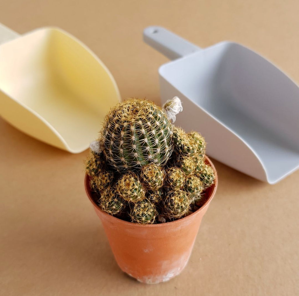 Small cactus plant in a pot with gardening tools on a beige background