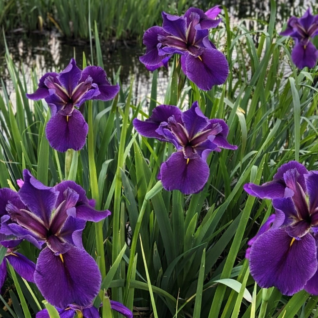 Louisiana Iris 'Black Gamecock'