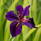 Close-up of a purple flower with a green blurred background