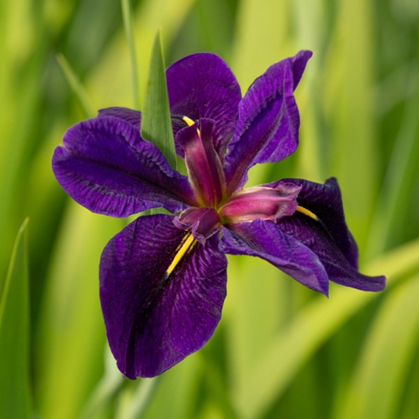 Close-up of a purple flower with a green blurred background