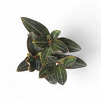 Jewel Orchid (Ludisia Discolor) - Jewel Orchid - Soiled