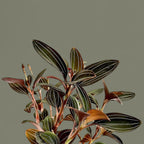 Jewel Orchid (Ludisia Discolor) - Jewel Orchid - Soiled