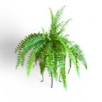 Macho Fern (Nephrolepis Biserrata) - Fern - Soiled