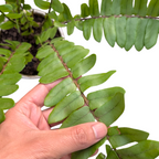 Macho Fern (Nephrolepis Biserrata) - Fern - Soiled