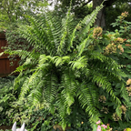 Macho Fern (Nephrolepis Biserrata) - Fern - Soiled