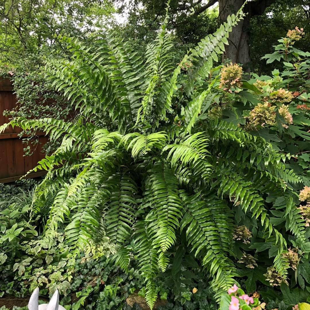 Macho Fern (Nephrolepis Biserrata) in outdoor garden