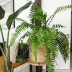 Macho Fern (Nephrolepis Biserrata) - Fern - Soiled