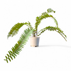 Macho Fern (Nephrolepis Biserrata) - Fern - Soiled