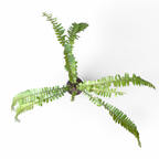Macho Fern (Nephrolepis Biserrata) - Fern - Soiled