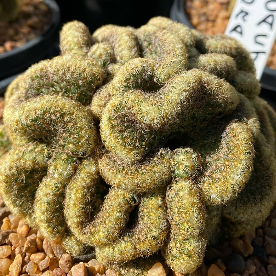 Mammillaria Elongata Cristata (Brain Cactus) - Cactus | Soiled