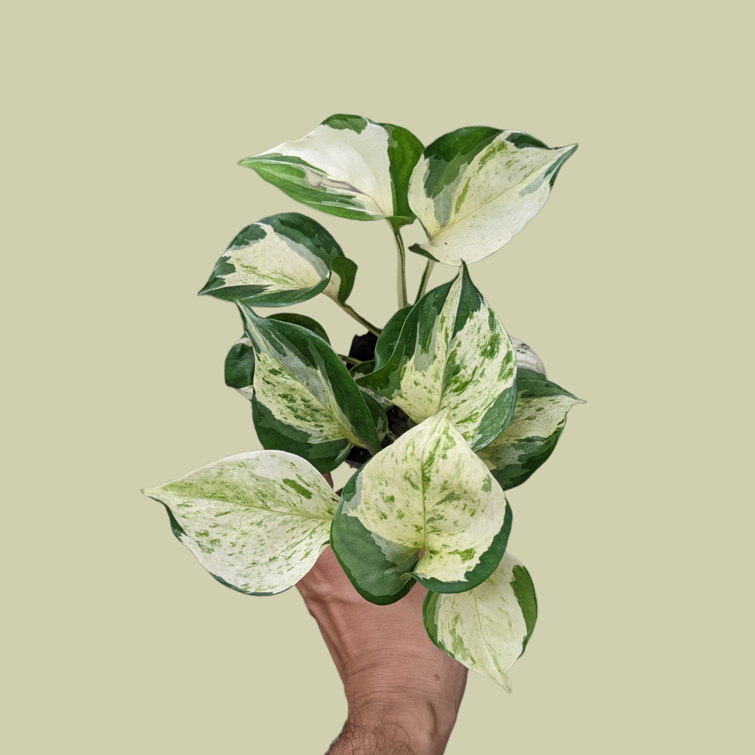 manjula money plant Money Plant 'Manjula' (Happy Leaf Pothos)