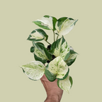 Money Plant 'Manjula' - Pothos - Soiled