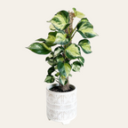Money Plant 'Manjula' - Pothos - Soiled