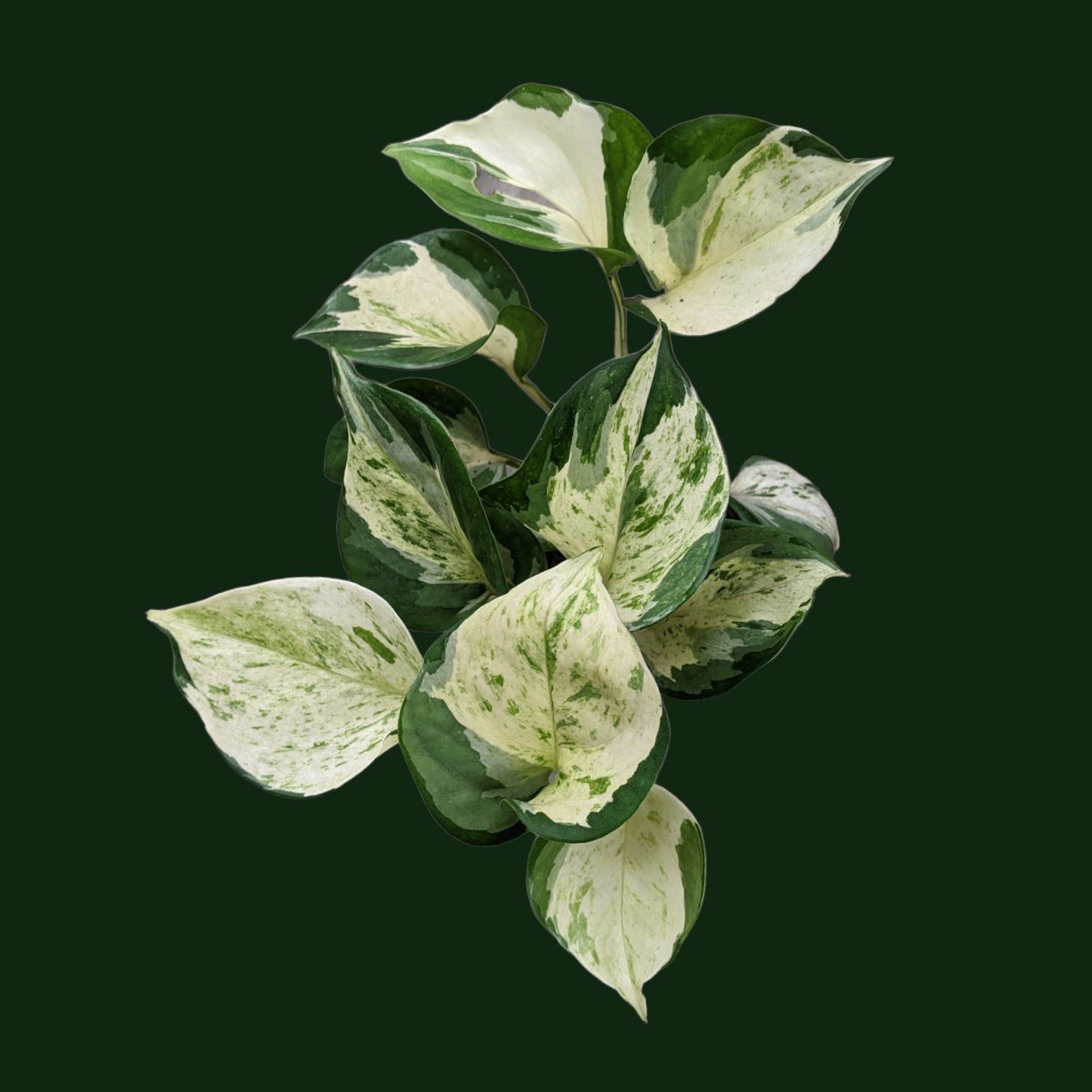 Money Plant 'Manjula' - Pothos - Soiled