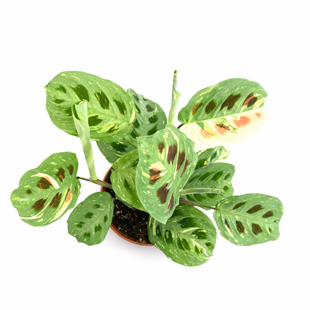 Potted Maranta Kerchoveana Variegata plant with green leaves on a white background