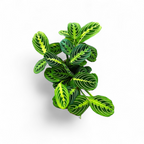 Maranta 'Lemon Lime' - Marantaceae - Soiled